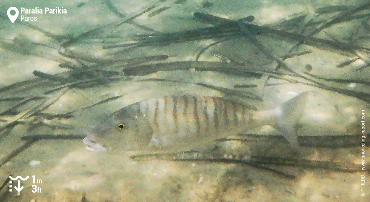 Sand steenbras in Paros