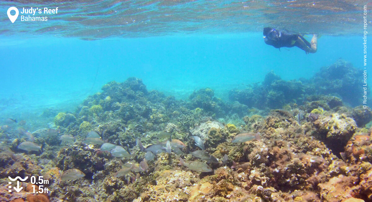 Snorkeler at Judy's Reef