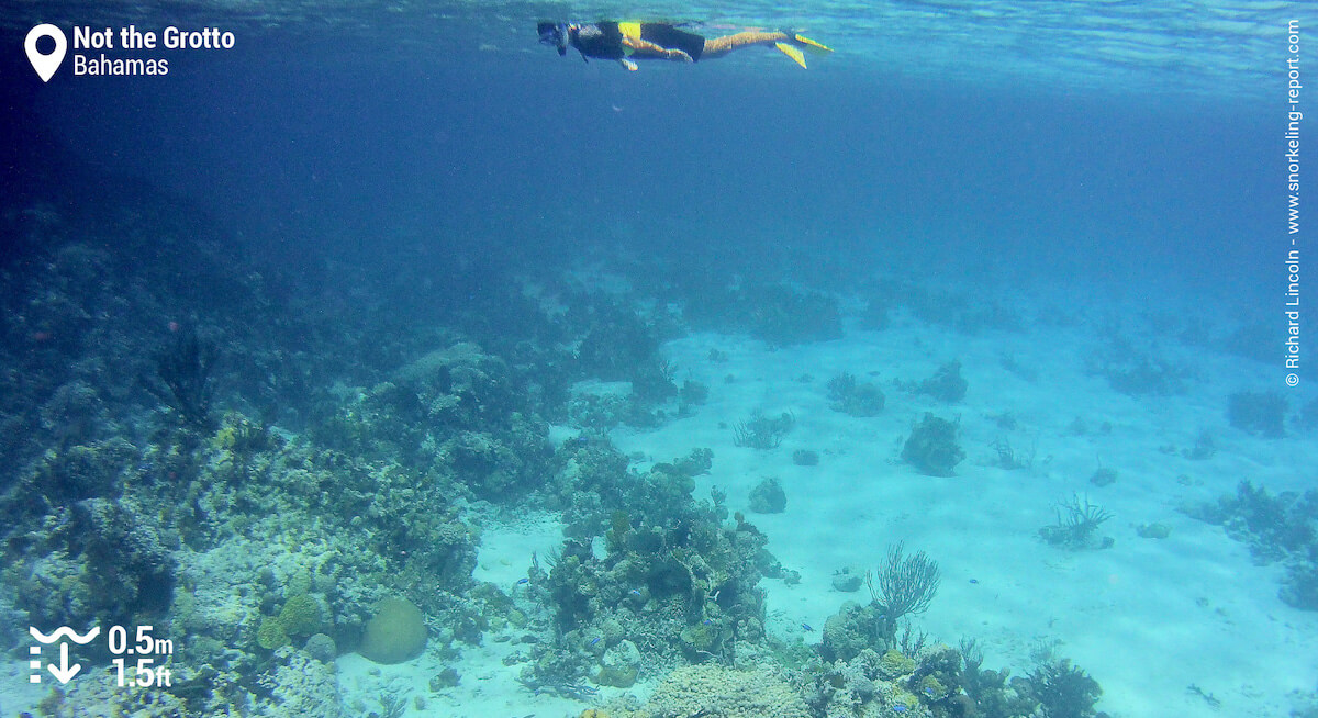 Snorkeler at Not The Grotto