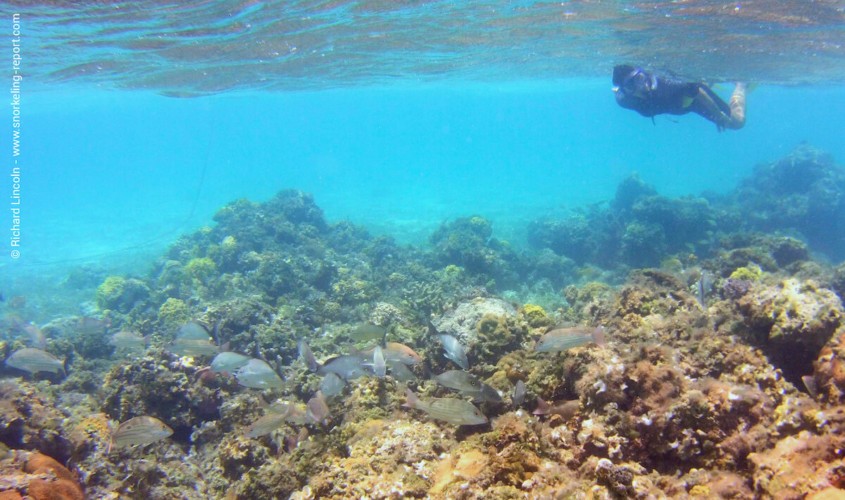 Snorkeler at Judy's Reef