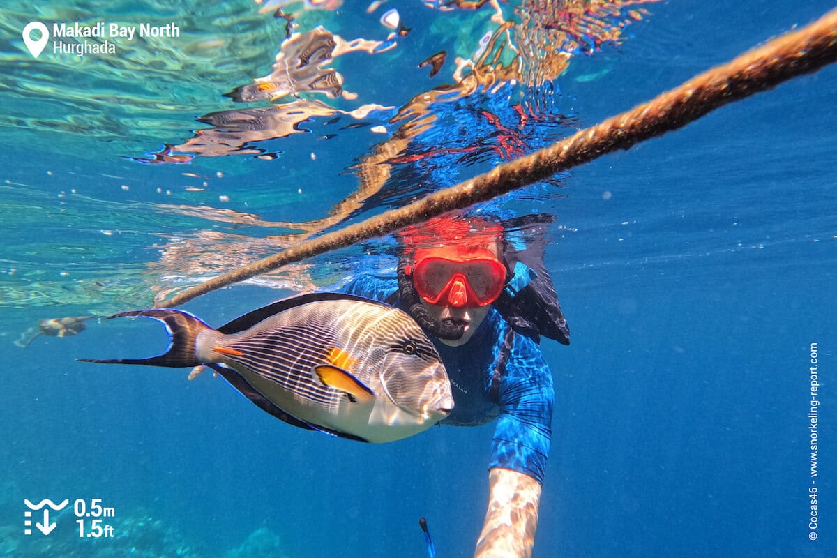 Encounter with a Sohal surgeonfish at Makadi Jetty (itinerary 2 on the map).