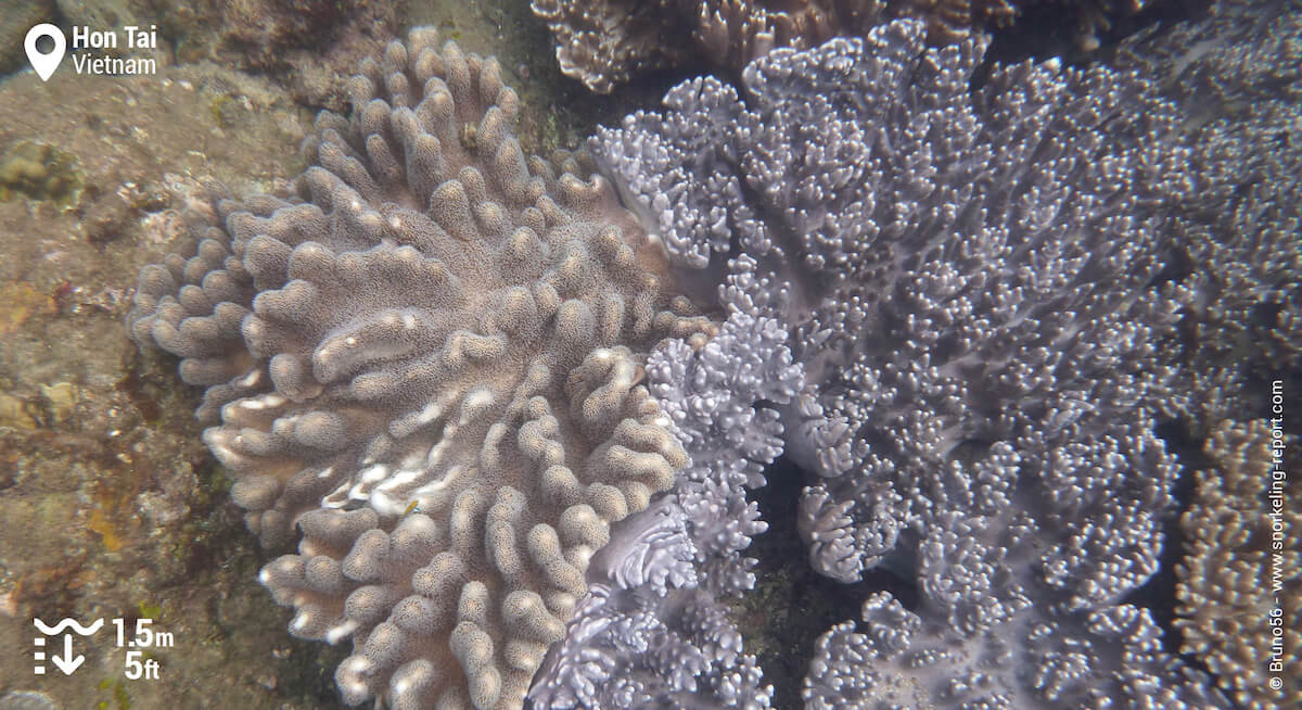 Soft coral in Hon Tai