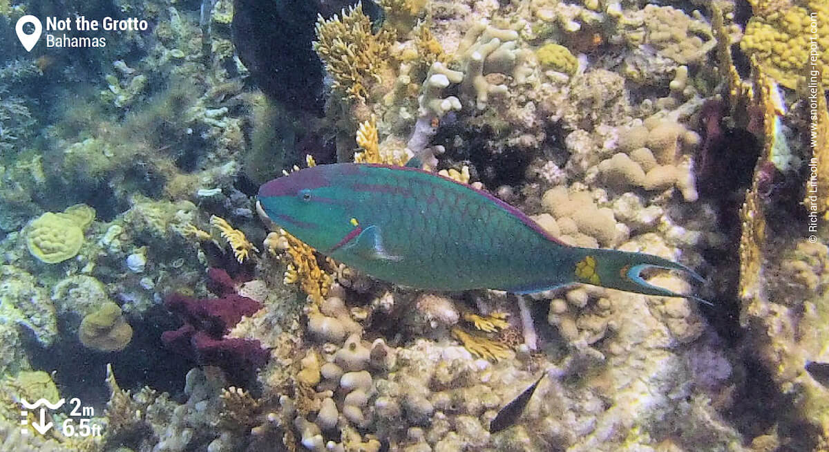 Stoplight parrotfish at Staniel Cay