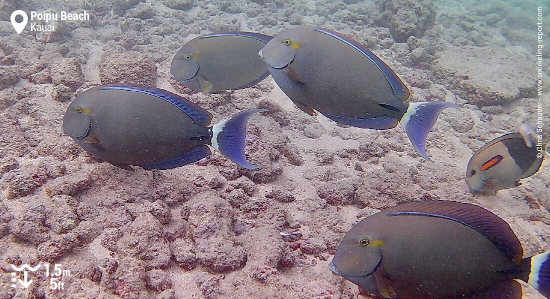 School of surgeonfish