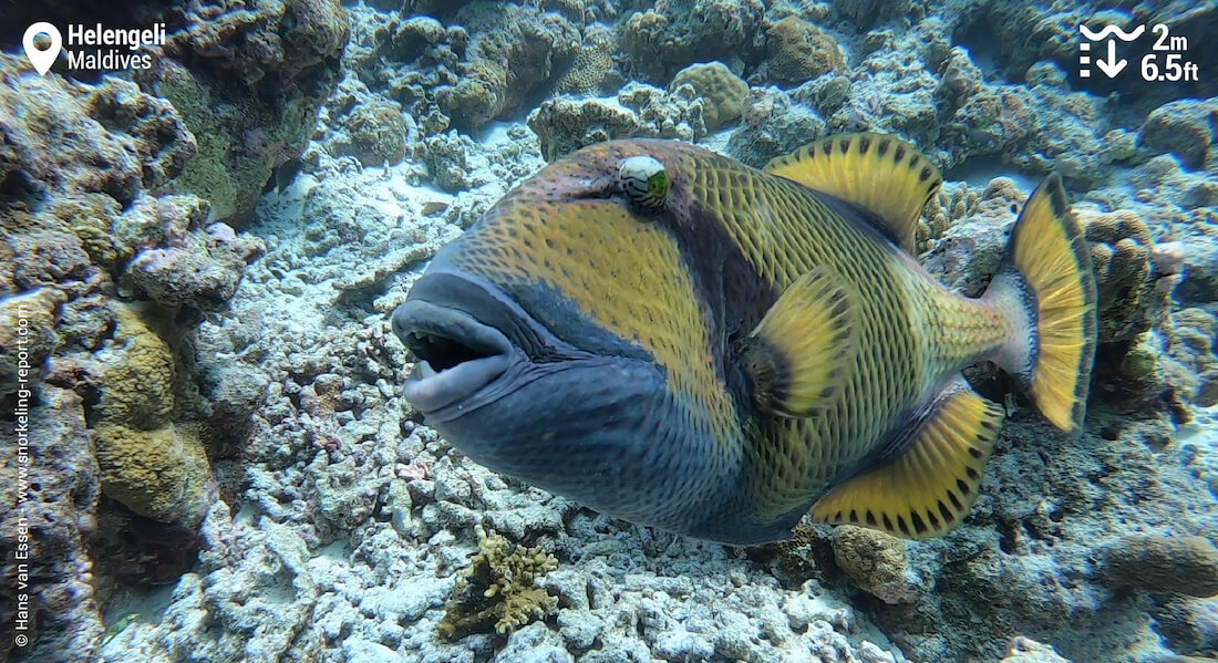 Titan triggerfish in Helengeli