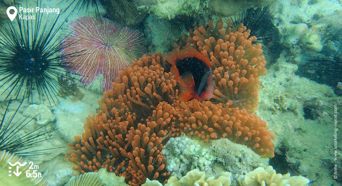 Tomato clownfish in Kapas