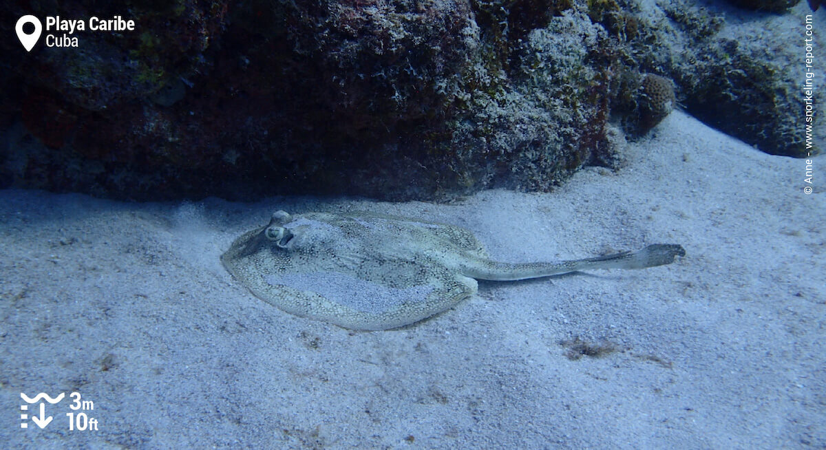 Yellow stingray in Playa Caribe