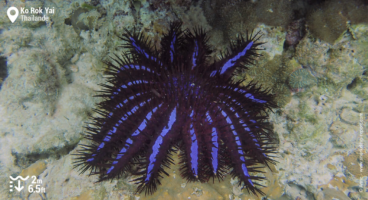 Acanthaster à Ko Rok