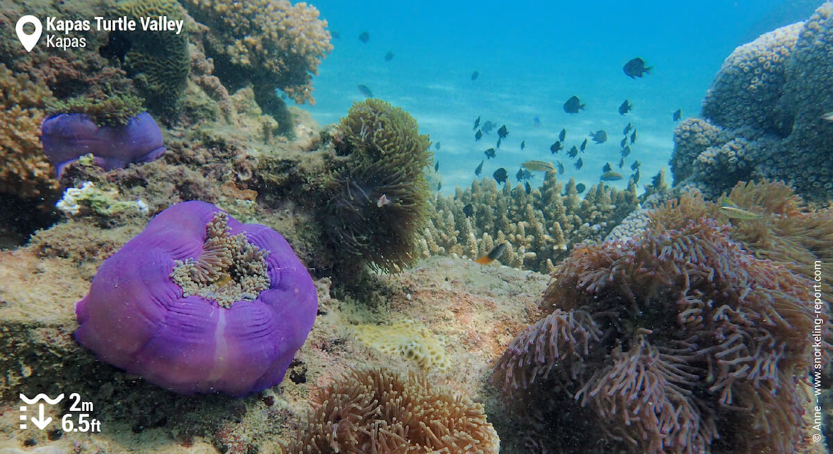 Anemones and pink skunk clownfish in Kapas