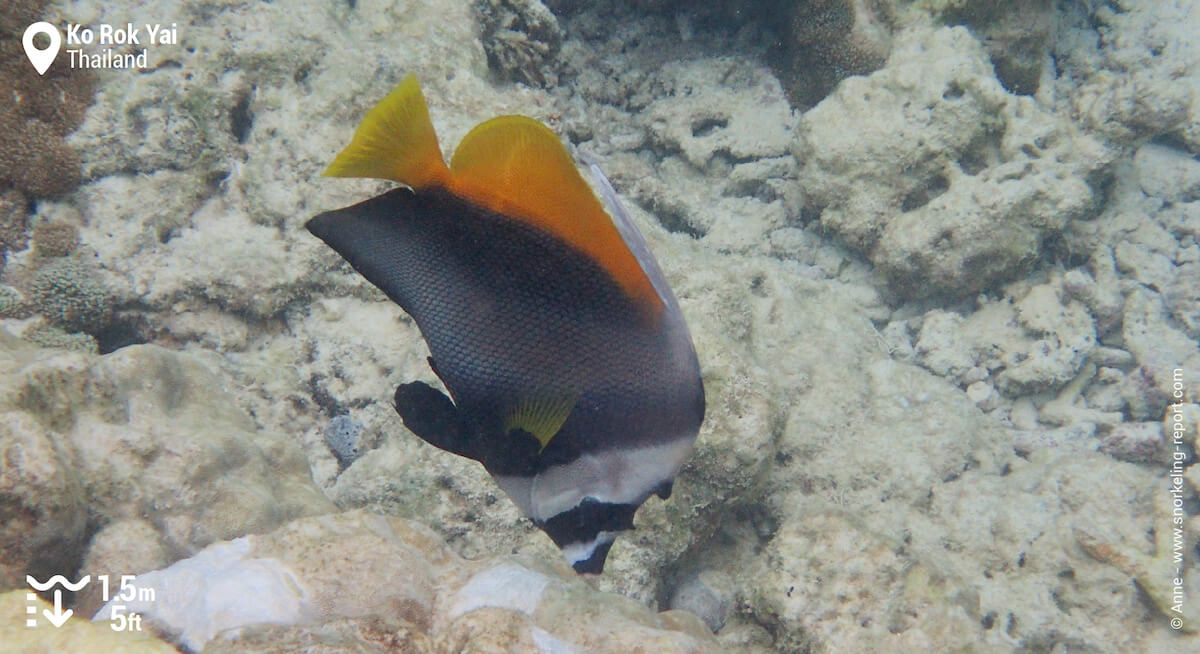 Singular bannerfish in Ko Rok