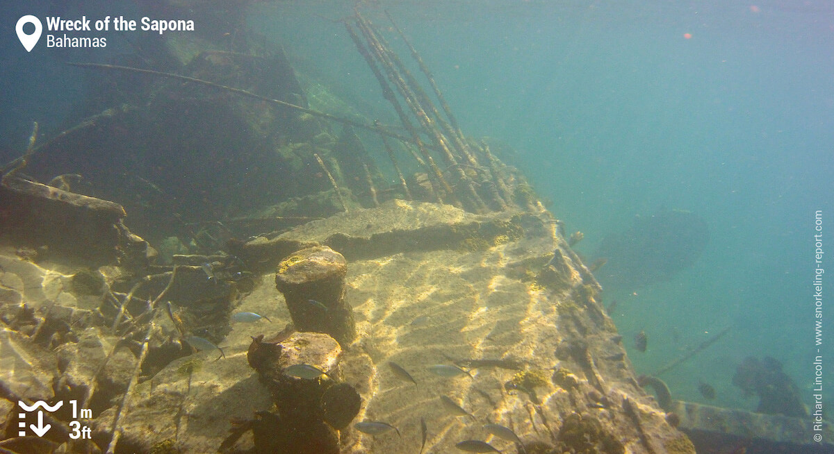 Bar jacks at the Wreck of the Sapona