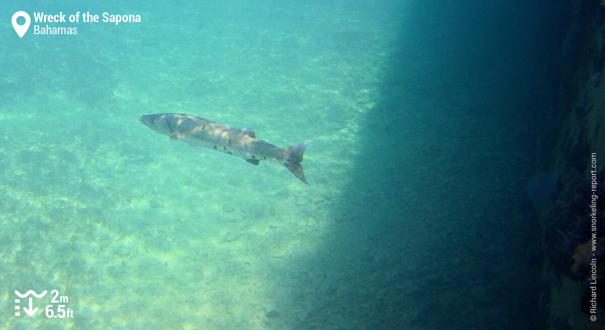 A Barracuda at the Sapona Shipwreck