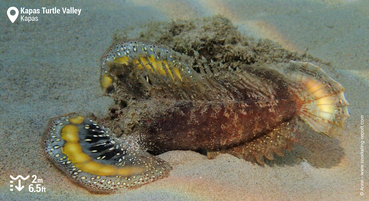 Spiny devilfish on Kapas sandy beds