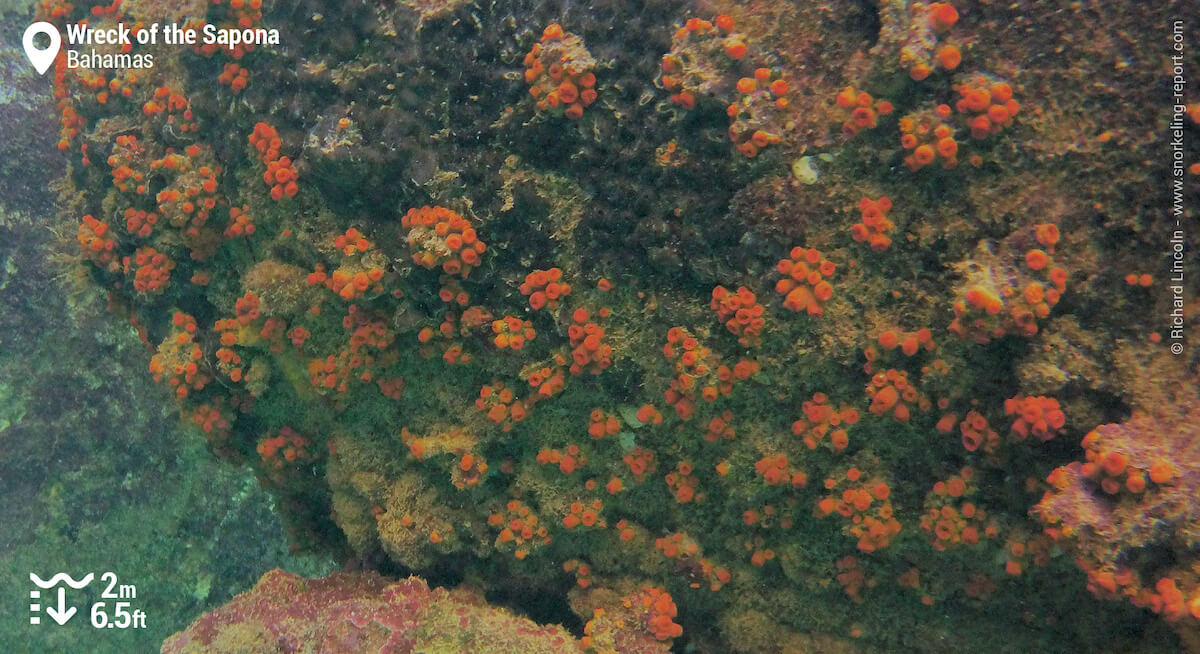 Coral at the Wreck of the Sapona