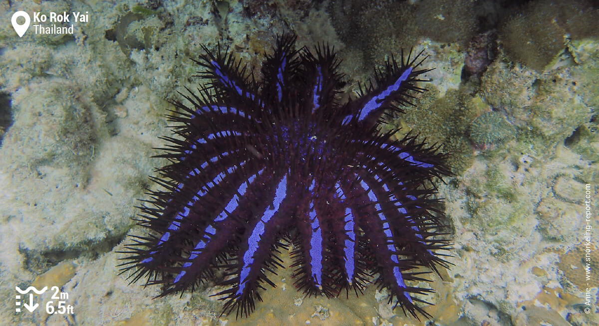 Crown of Thorn starfish in Ko Rok