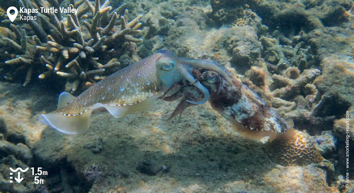 Cuttlefish in Kapas