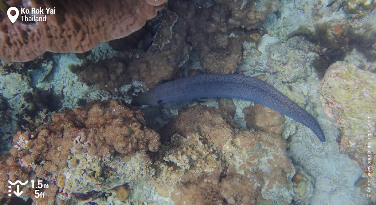 Giant mory eel in Ko Rok Yai