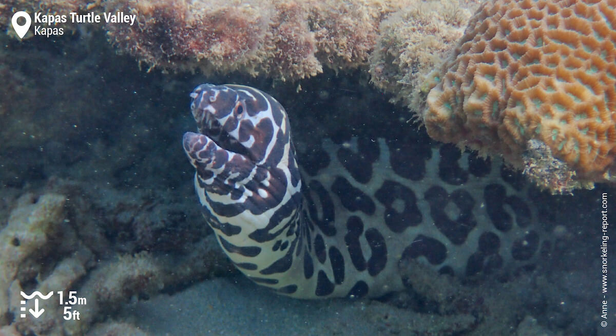 Laced moray in Kapas