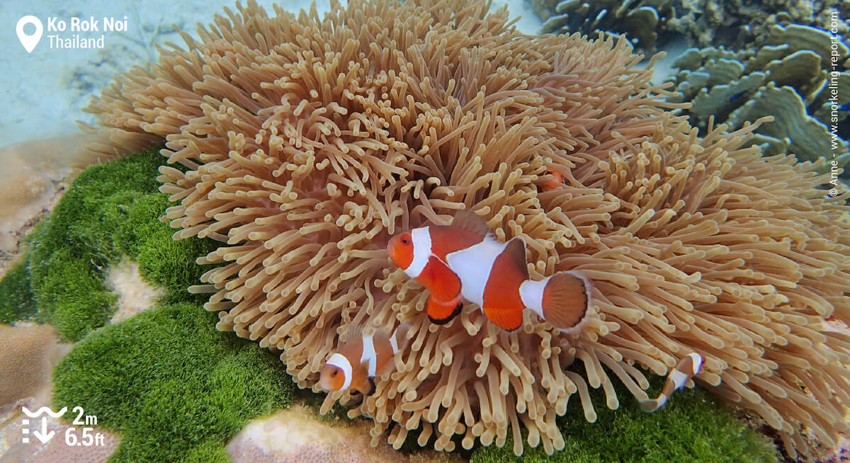 Ocellaris anemonefish in Ko Rok