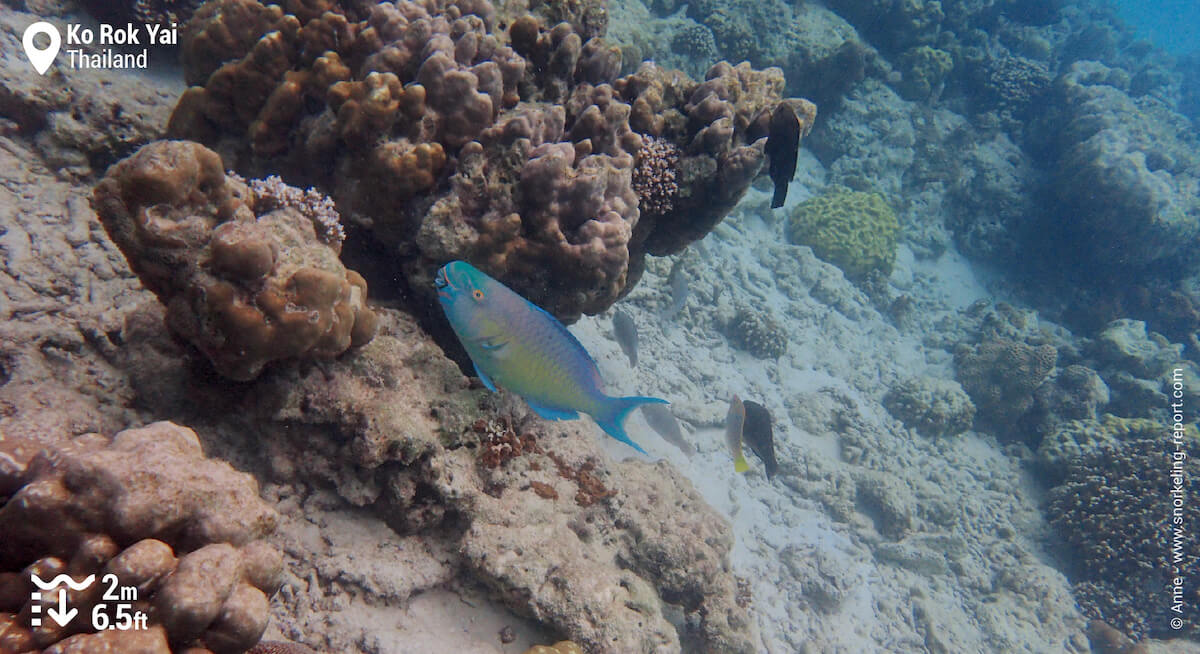 Ember parrotfish in Ko Rok