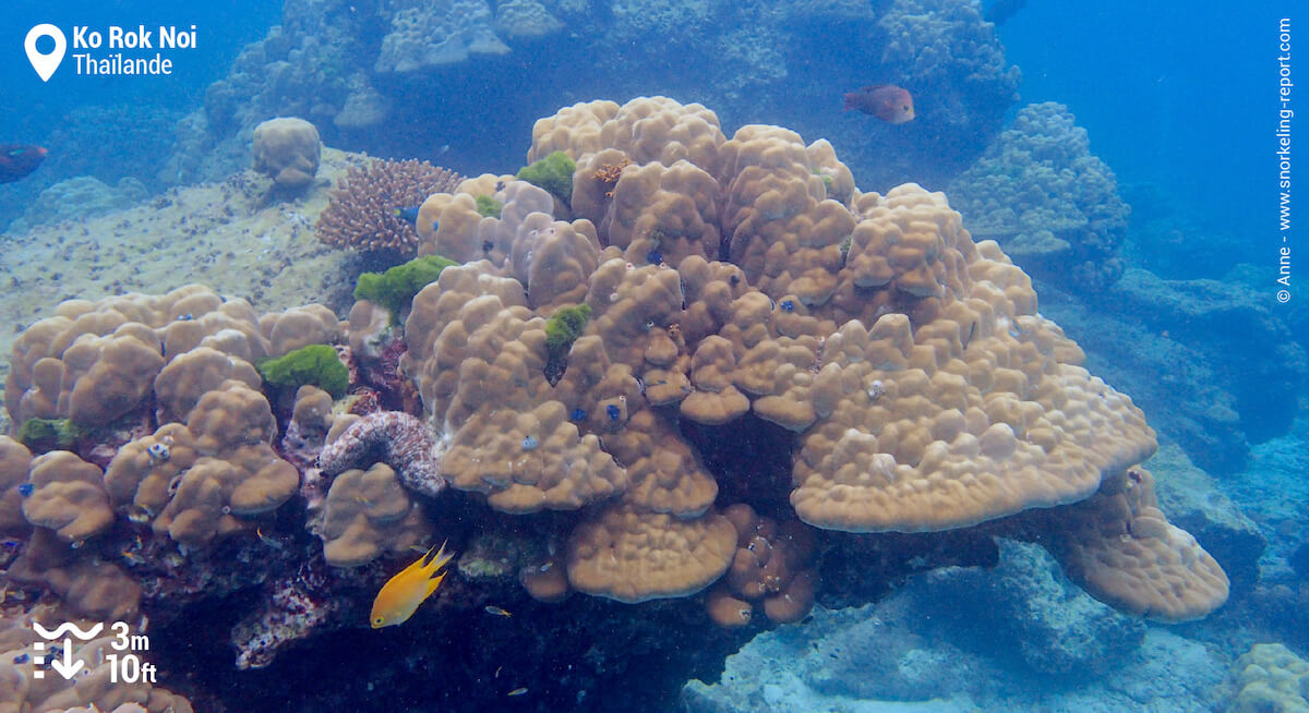 Récif corallien à Ko Rok Noi