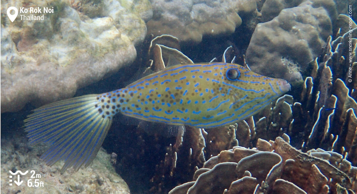 Scrawled filefish in Ko Rok Noi