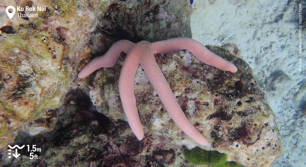 Pink starfish in Ko Rok