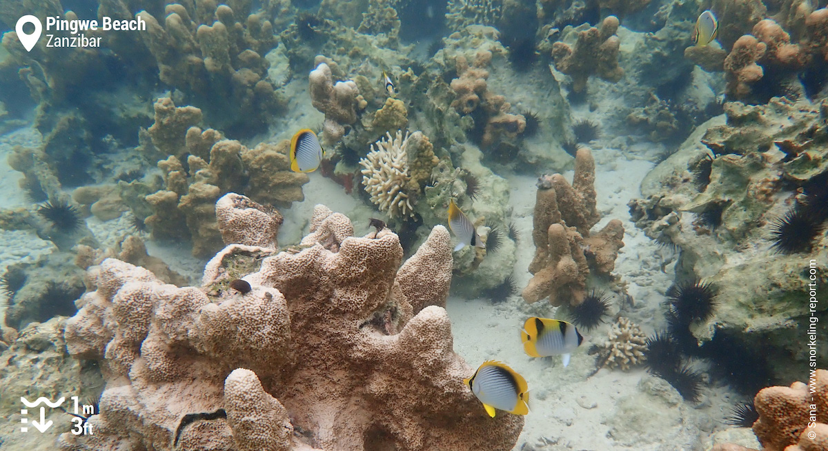 Different species of butterflyfish in Pingwe
