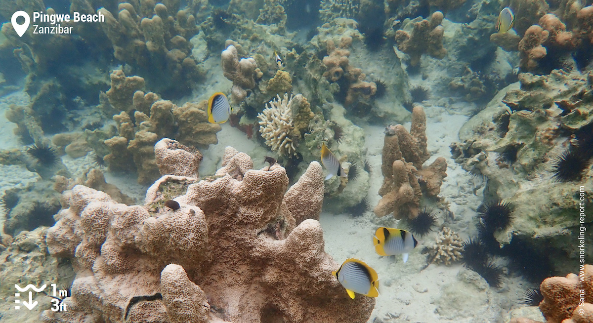 Butterflyfish in Pingwe