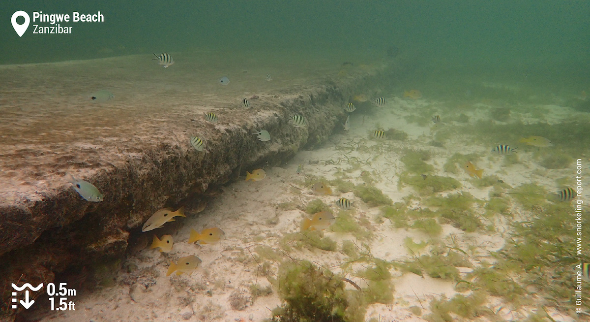 Fish around Karaafu concrete platform