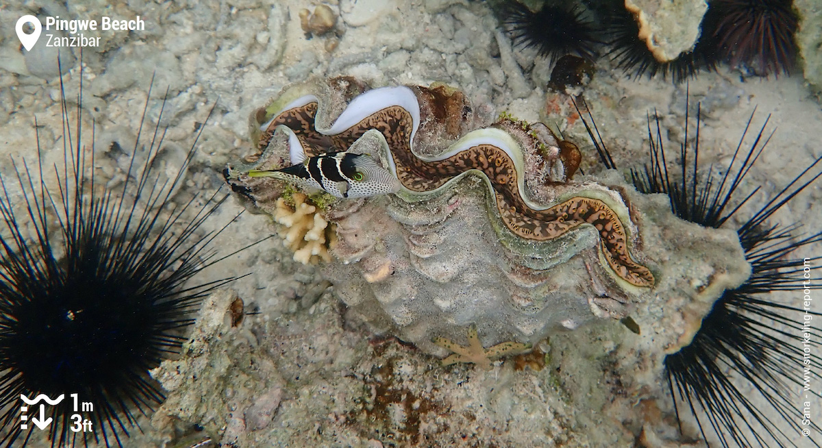 Saddled pufferfish and giant clam