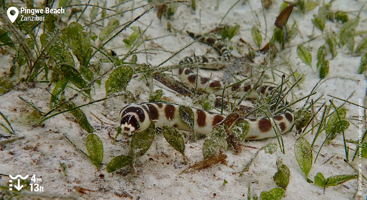 Snake eel in Zanzibar