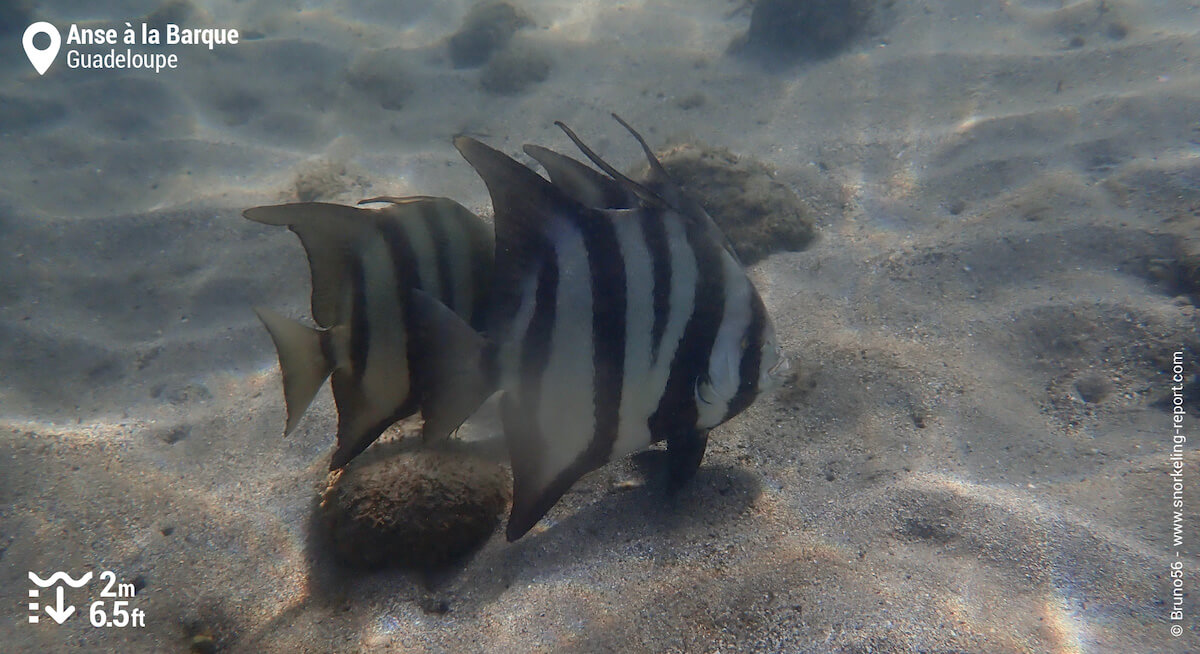 School of Atlantic spadefish at Anse a la Barque