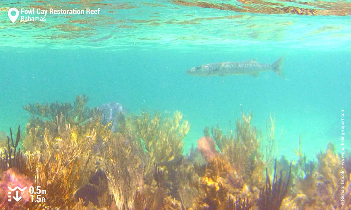 Barracuda in Fowl Cay