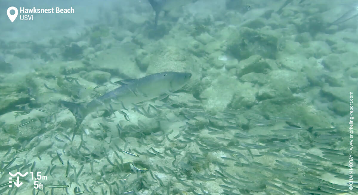 Tarpon at Hawksnest Beach