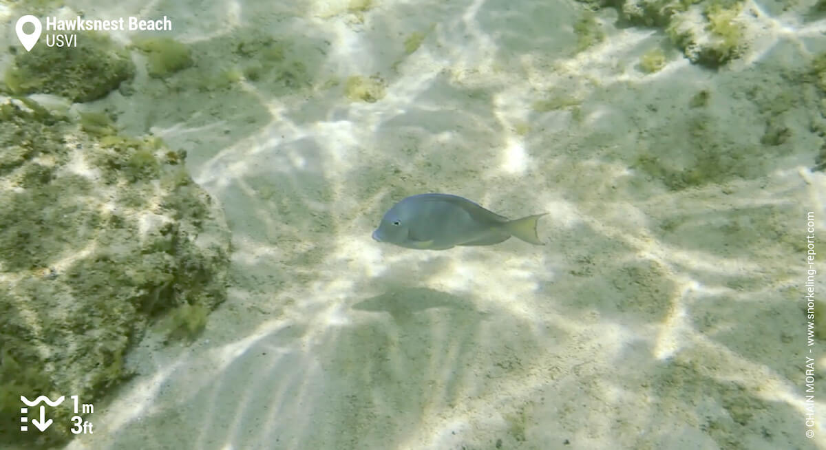 Blue tang at Hawksnest Beach