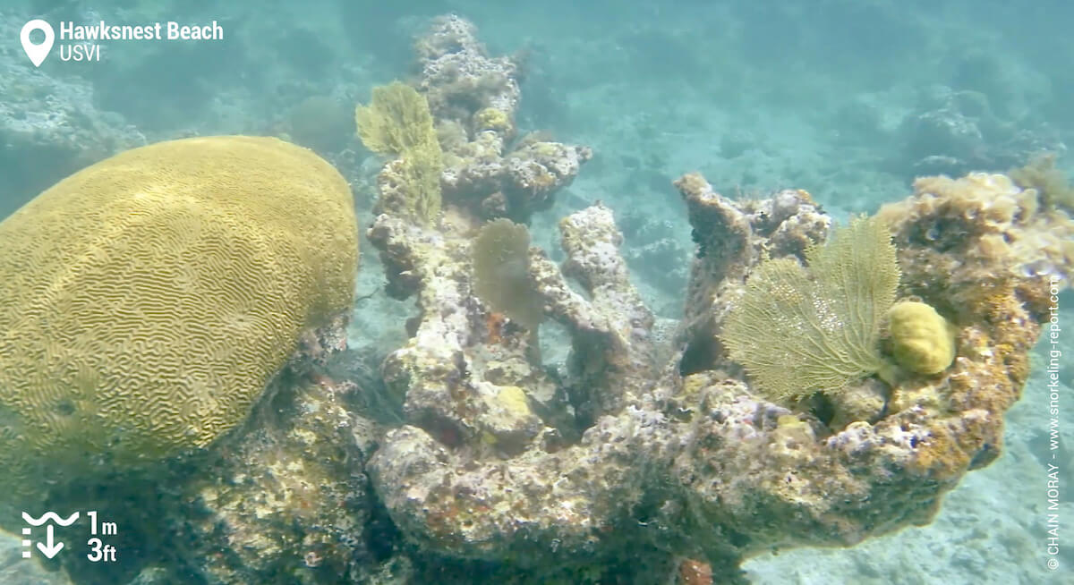 Coral reef at Hawksnest Beach