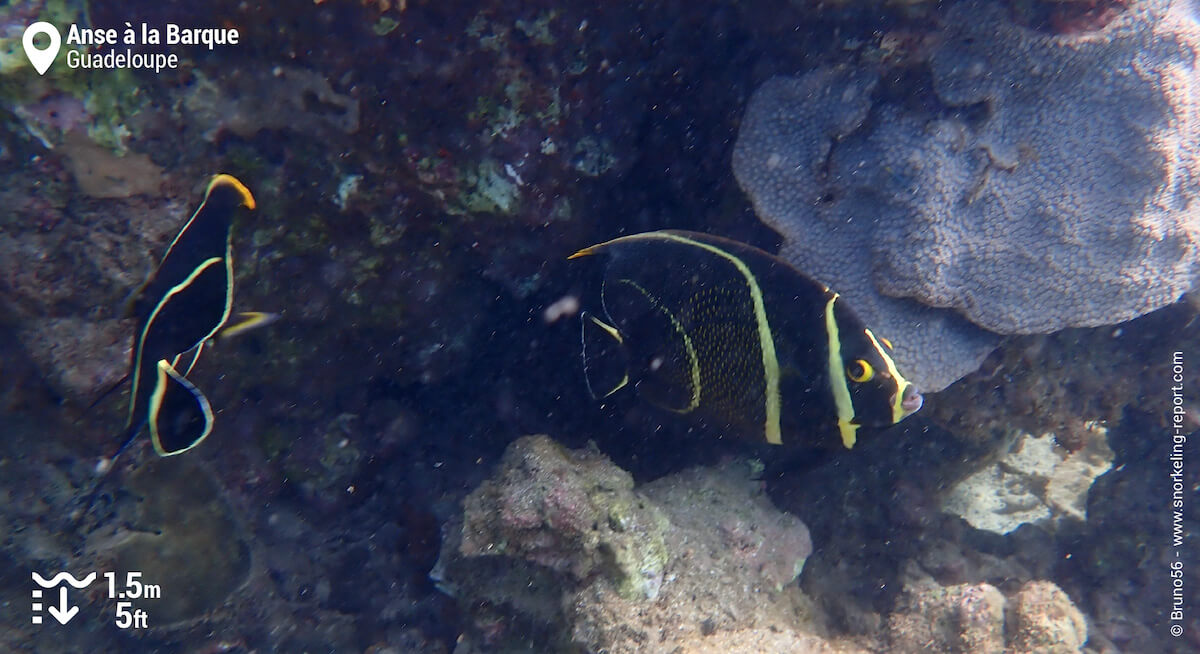 A pair of French angelfish at Anse a la Barque, Guadeloupe