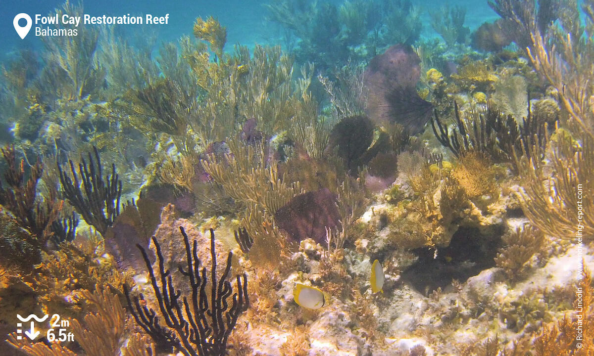 Sea fans at Fowl Cay