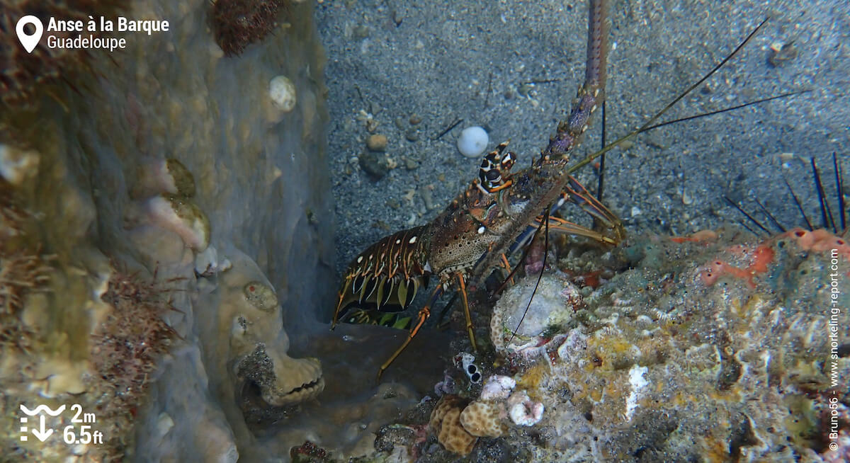 Lobster at Anse a la Barque