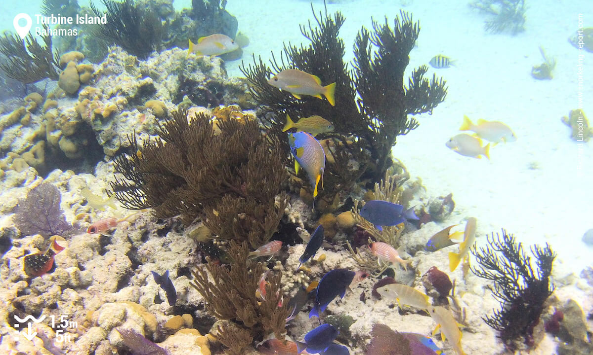 Queen angelfish and grunt at Turbine Island