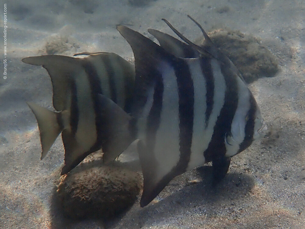 Snorkeling Anse à la Barque, Guadeloupe