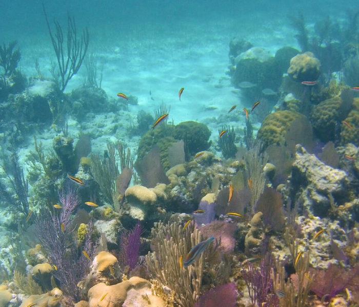 Fowl Cay Restoration Reef