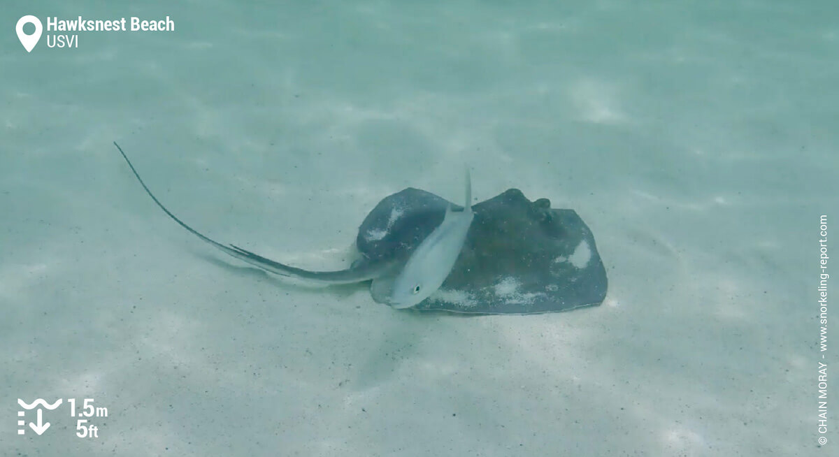 Southern stingray at Hawksnest Beach