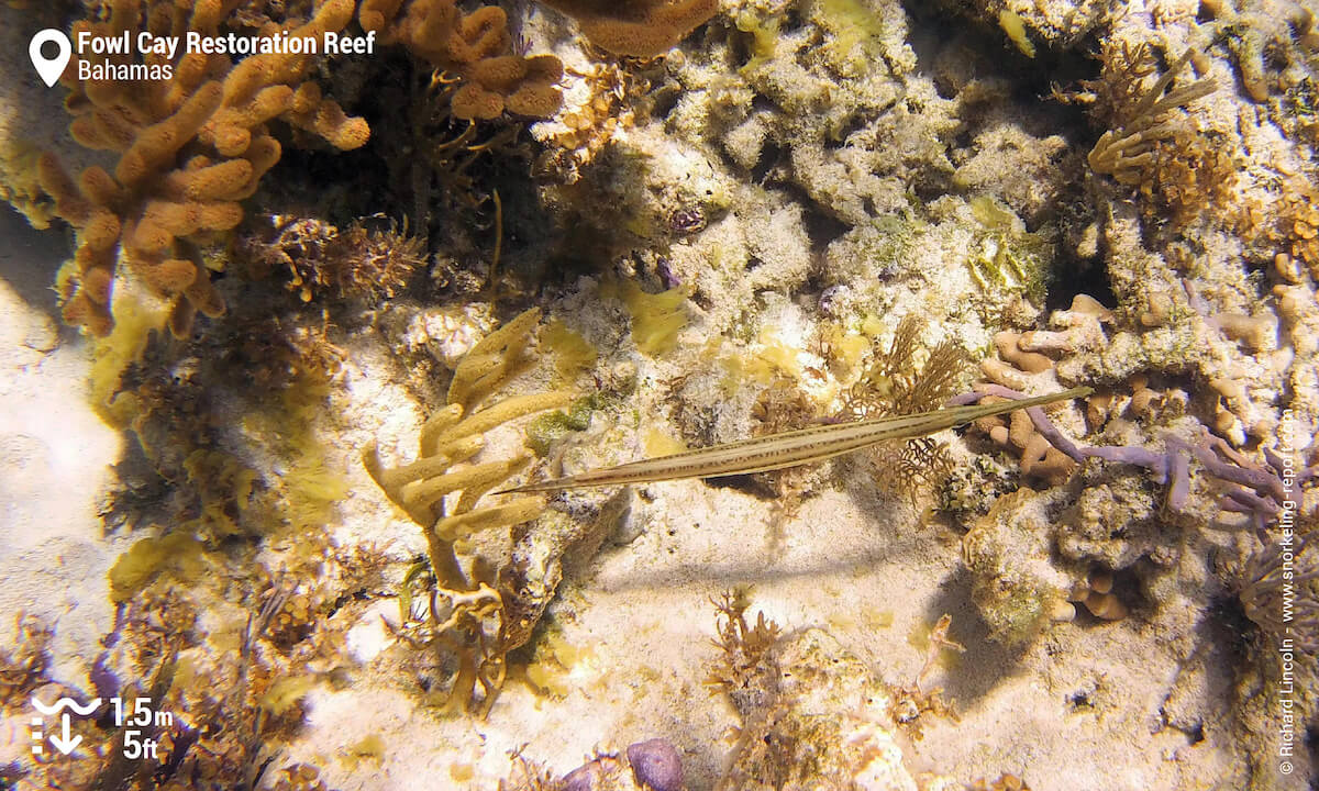 Trumpetfish in Fowl Cay