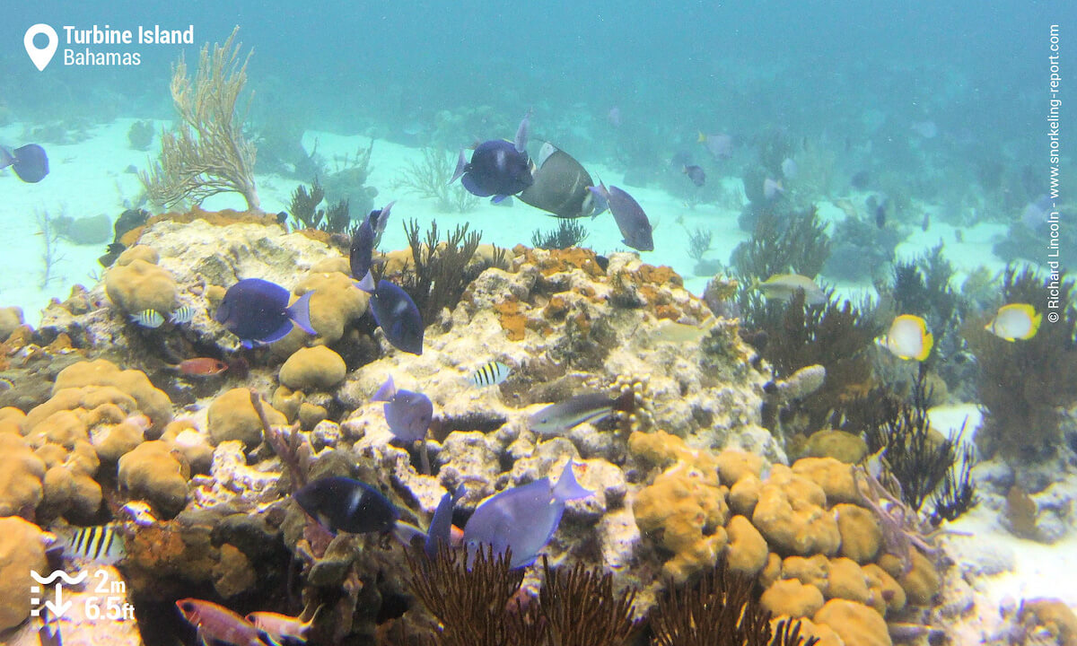 Turbine Island reef life