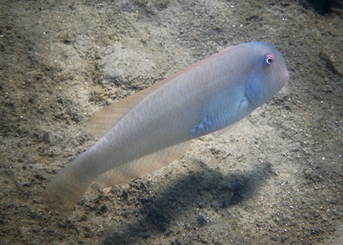 Xyrichtys novacula