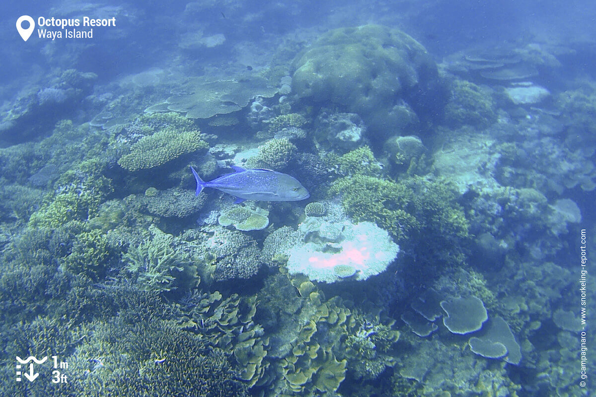 Bluefin trevally at Octopus Resort