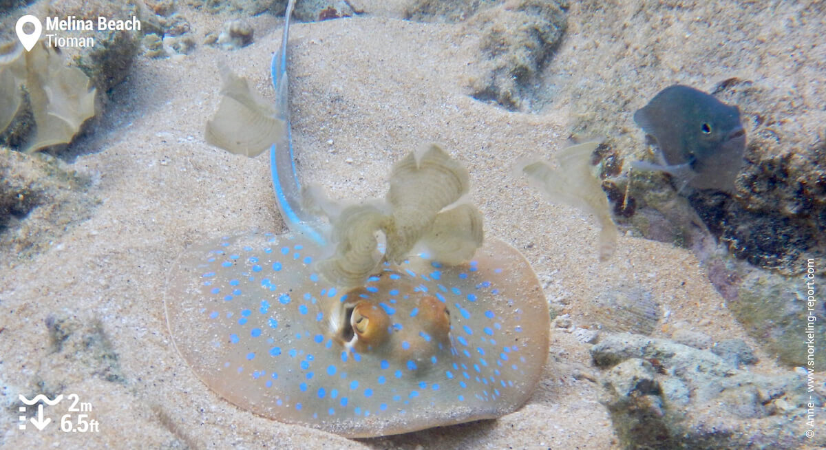 Bluespotted ribbontail ray