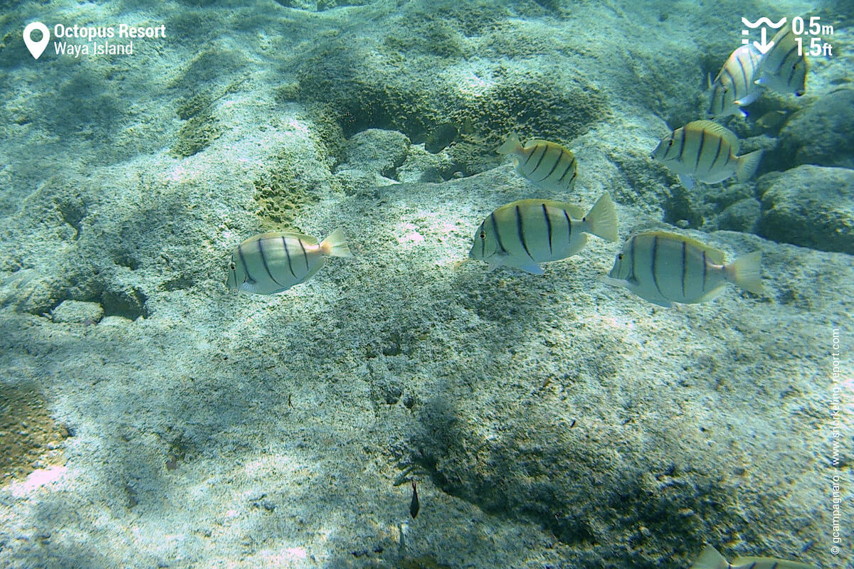 Convict tang at Octopus Resort